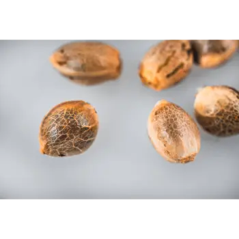  Organic Hemp Seeds